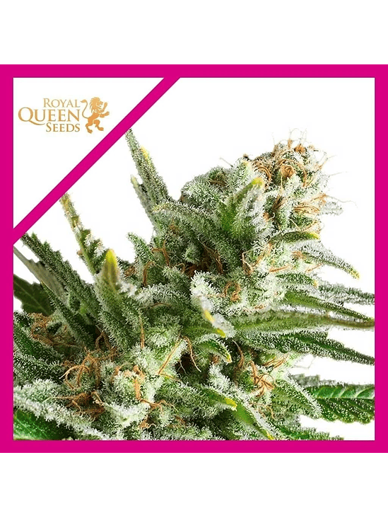 Amnesia Haze Fem X100-Royal Queen Seeds 2