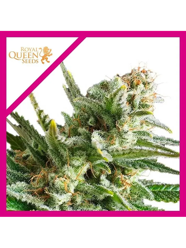 Amnesia Haze Fem -Royal Queen Seeds (X100/X3) 2