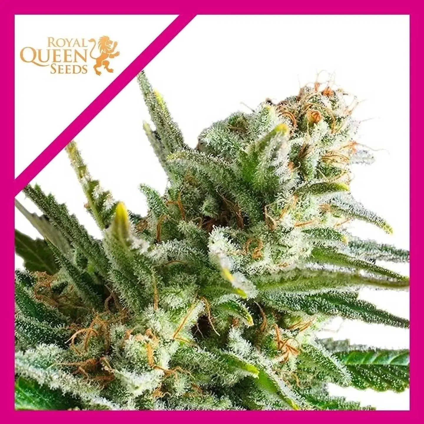 Amnesia Haze Fem -Royal Queen Seeds (X100/X3) 2
