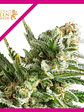 Amnesia Haze Fem X100-Royal Queen Seeds - Miniatura 2