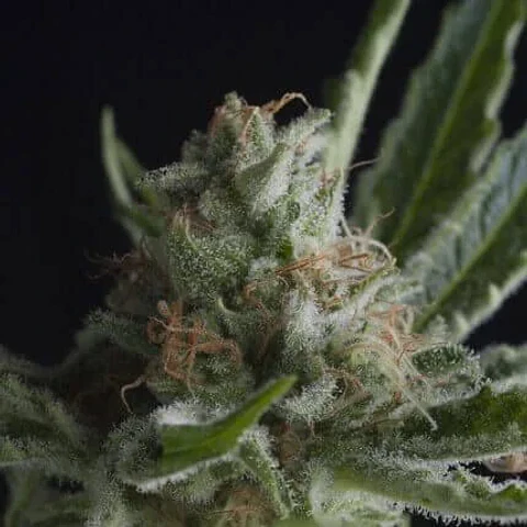 Shark Fem -Pyramid Seeds (X5+2/X3+1/X1)