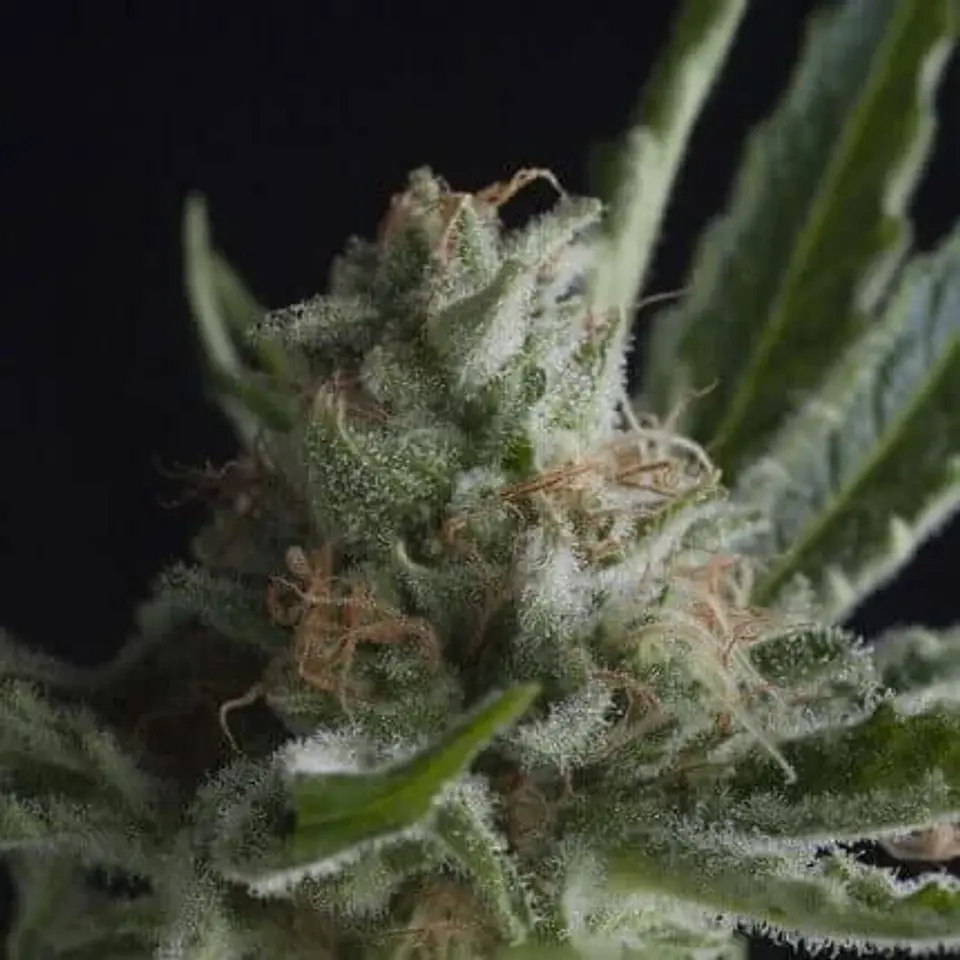 Shark Fem -Pyramid Seeds (X5+2/X3+1/X1) 2