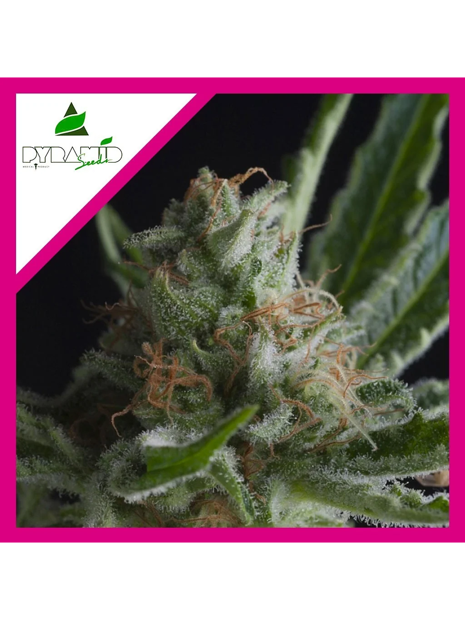 Shark Fem -Pyramid Seeds (X5+2/X3+1/X1) 4