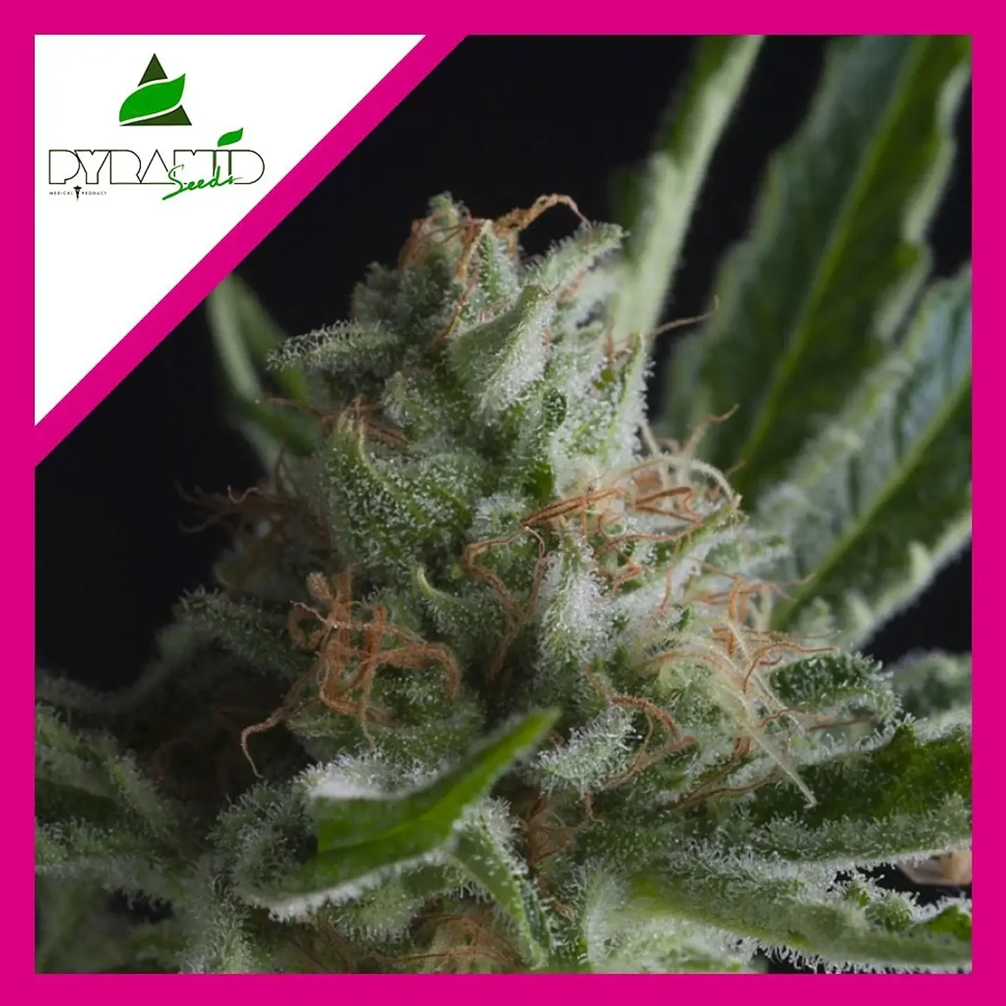 Shark Fem -Pyramid Seeds (X5+2/X3+1/X1) 4