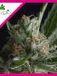 Shark Fem -Pyramid Seeds (X5+2/X3+1/X1) - Miniatura 4