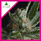Shark Fem -Pyramid Seeds (X5+2/X3+1/X1) - Miniatura 4