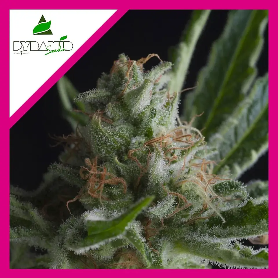 Shark Fem -Pyramid Seeds (X5+2/X3+1/X1) 4