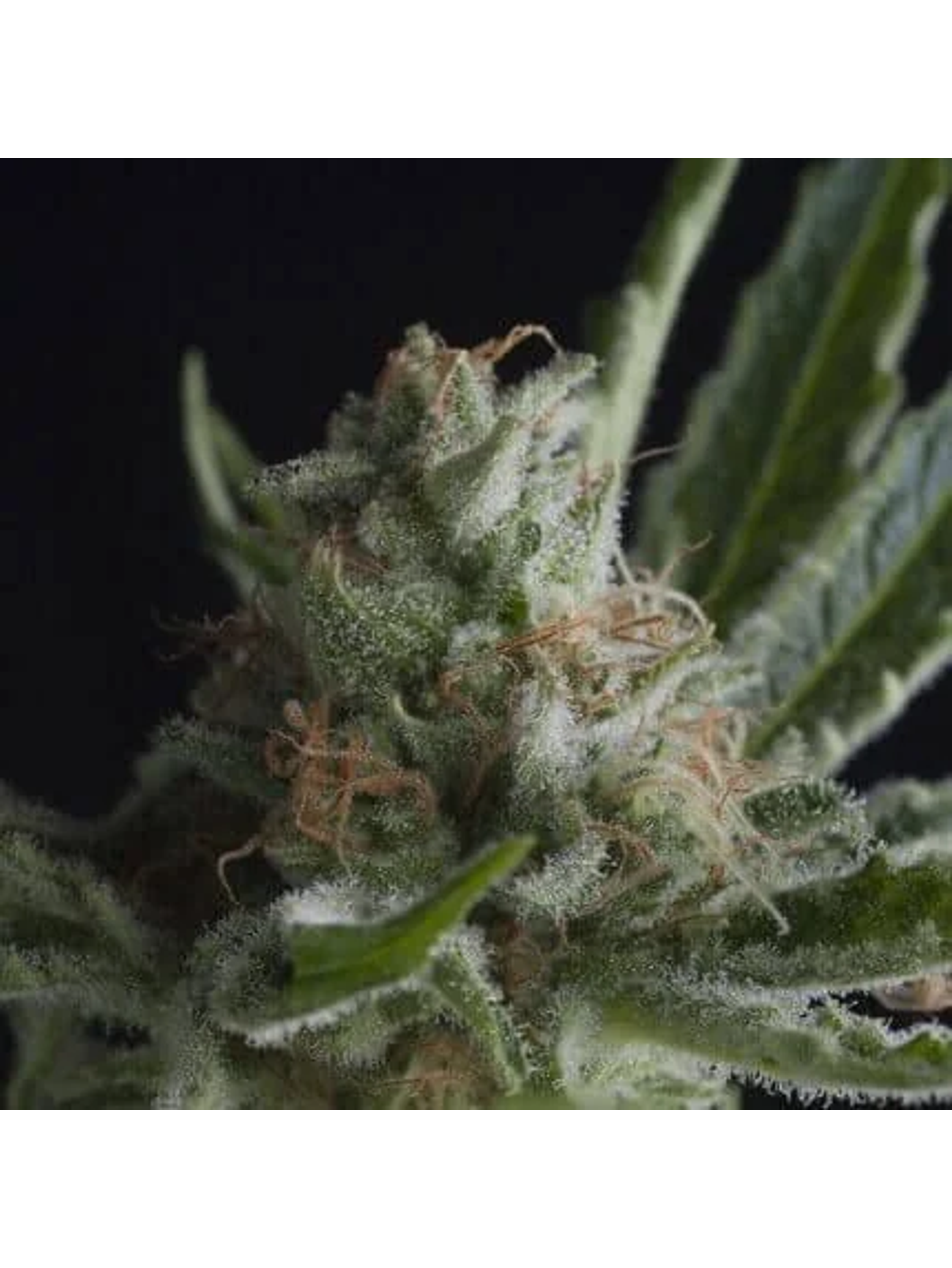 Shark Fem -Pyramid Seeds (X5+2/X3+1/X1) 3