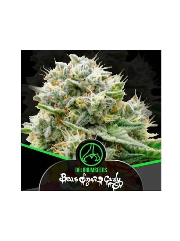 Bear Sugar Candy Fast -Delirium Seeds (X4/X1) 2