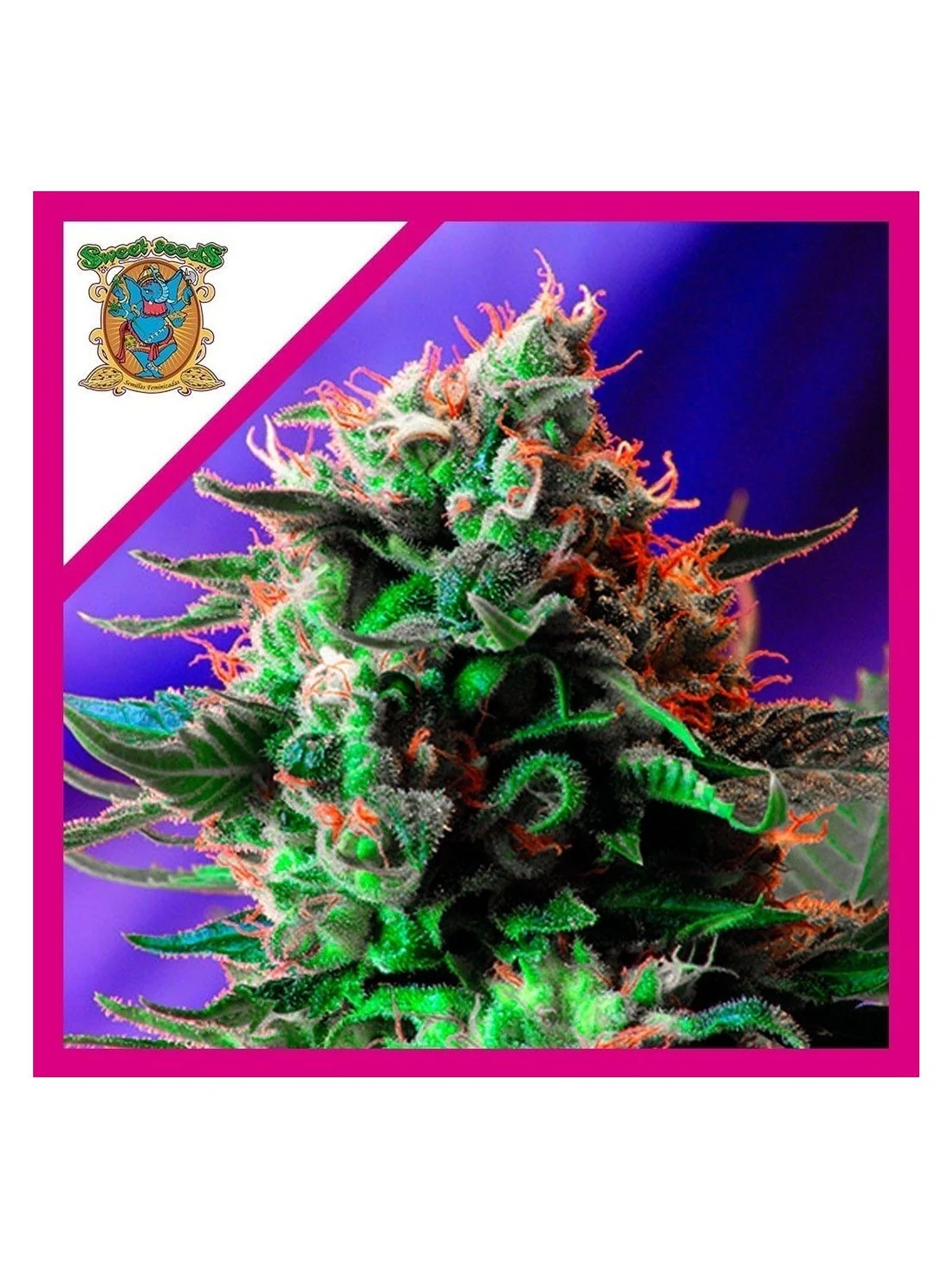 Jack 47 F1 Fem -Sweet Seeds (X100/X25/X3+1) 3