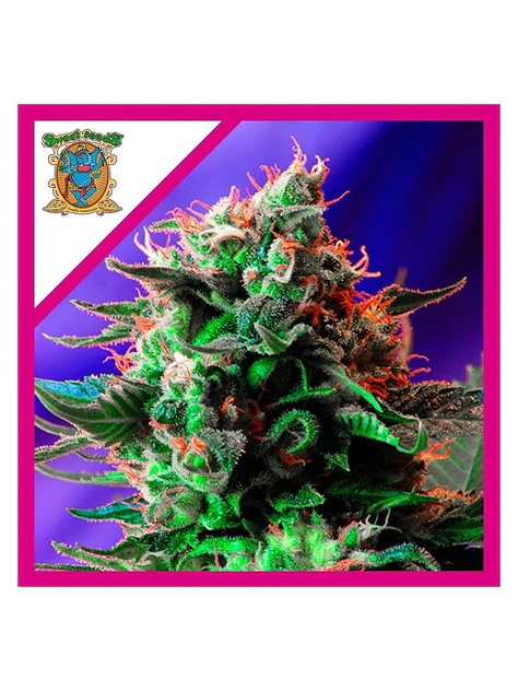 Jack 47 F1 Fem -Sweet Seeds (X100/X25/X3+1) 3