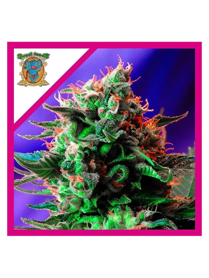 Jack 47 F1 Fem -Sweet Seeds (X100/X25/X3+1) 3
