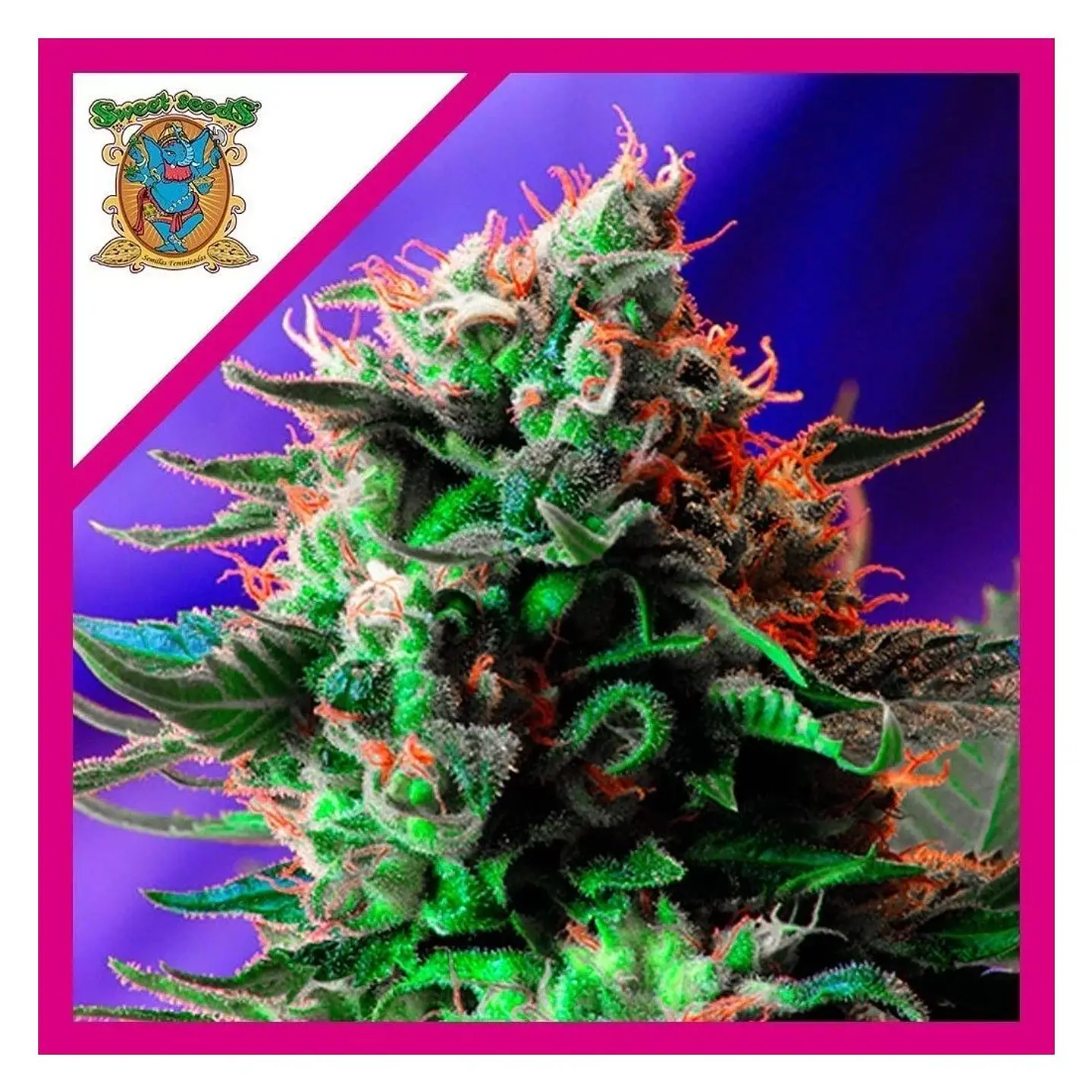 Jack 47 F1 Fem -Sweet Seeds (X100/X25/X3+1) 3