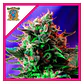 Jack 47 F1 Fem -Sweet Seeds (X100/X25/X3+1) - Miniatura 3