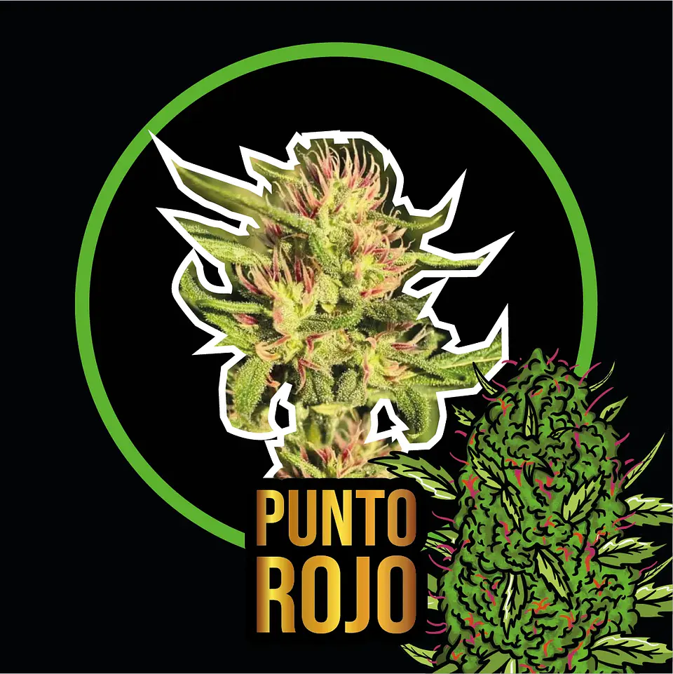 Punto Rojo Fast Version -Delirium Seeds (X100/X4/X2/X1) 5