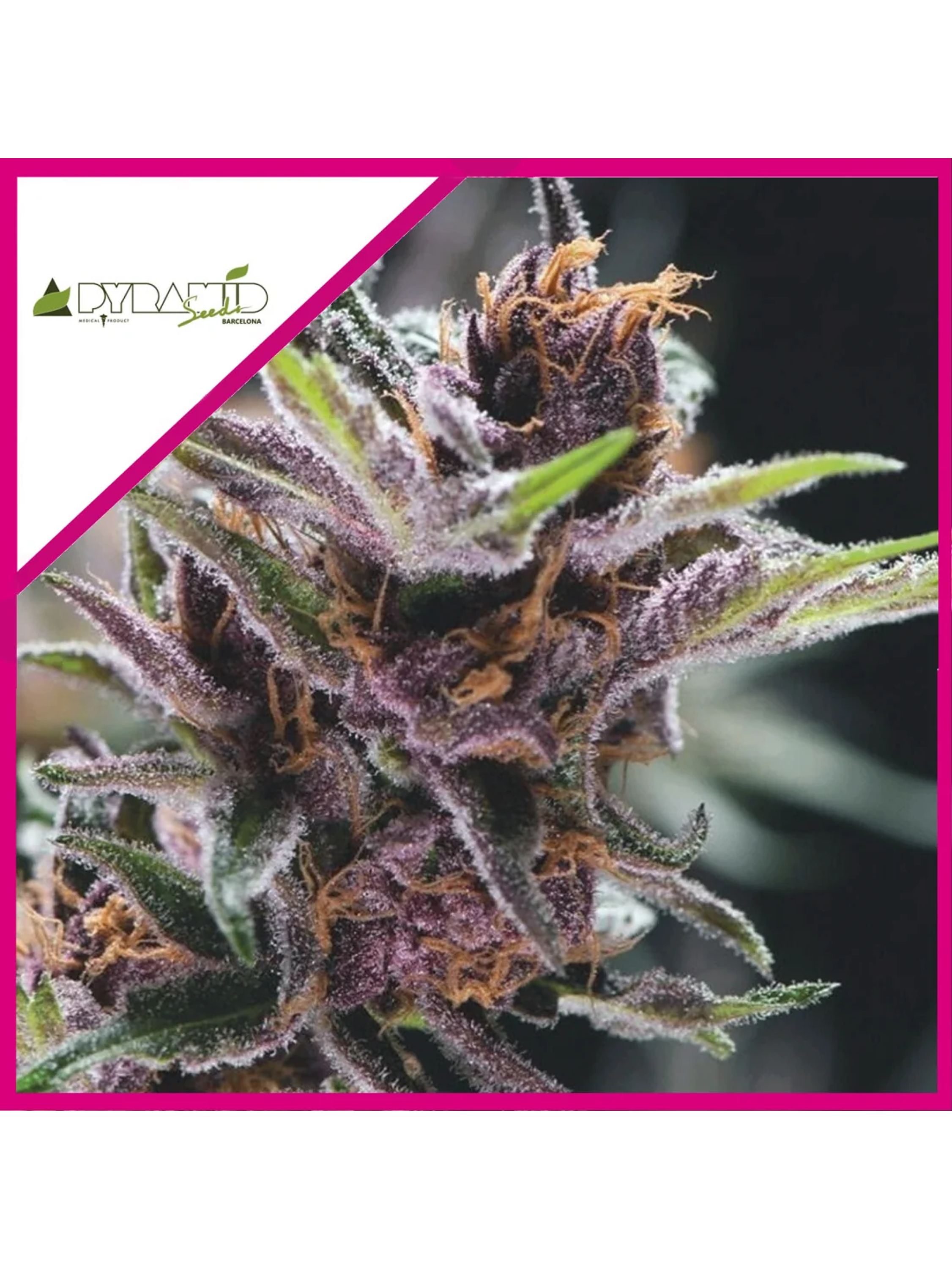 Black Cherry Punch Fem -Pyramid Seeds (X5+2/X3+1) 2