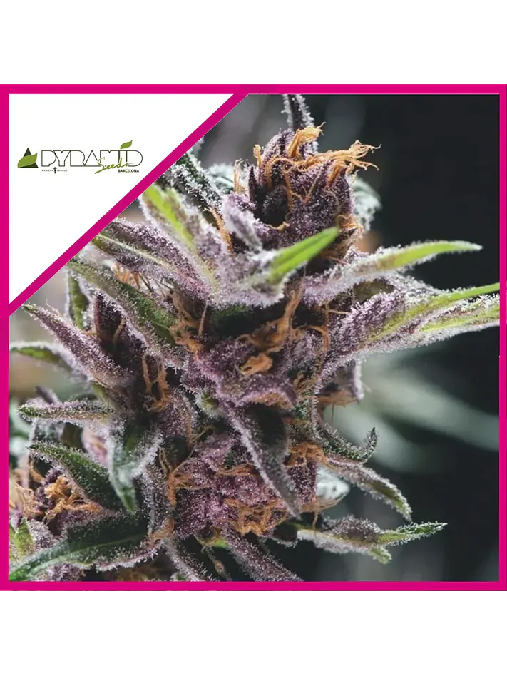 Black Cherry Punch Fem -Pyramid Seeds (X5+2/X3+1) 2