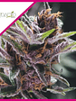 Black Cherry Punch  Fem X5+2-Pyramid Seeds - Miniatura 2