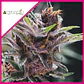 Black Cherry Punch Fem -Pyramid Seeds (X5+2/X3+1) - Miniatura 2