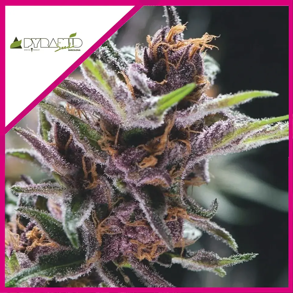 Black Cherry Punch Fem -Pyramid Seeds (X5+2/X3+1) 2