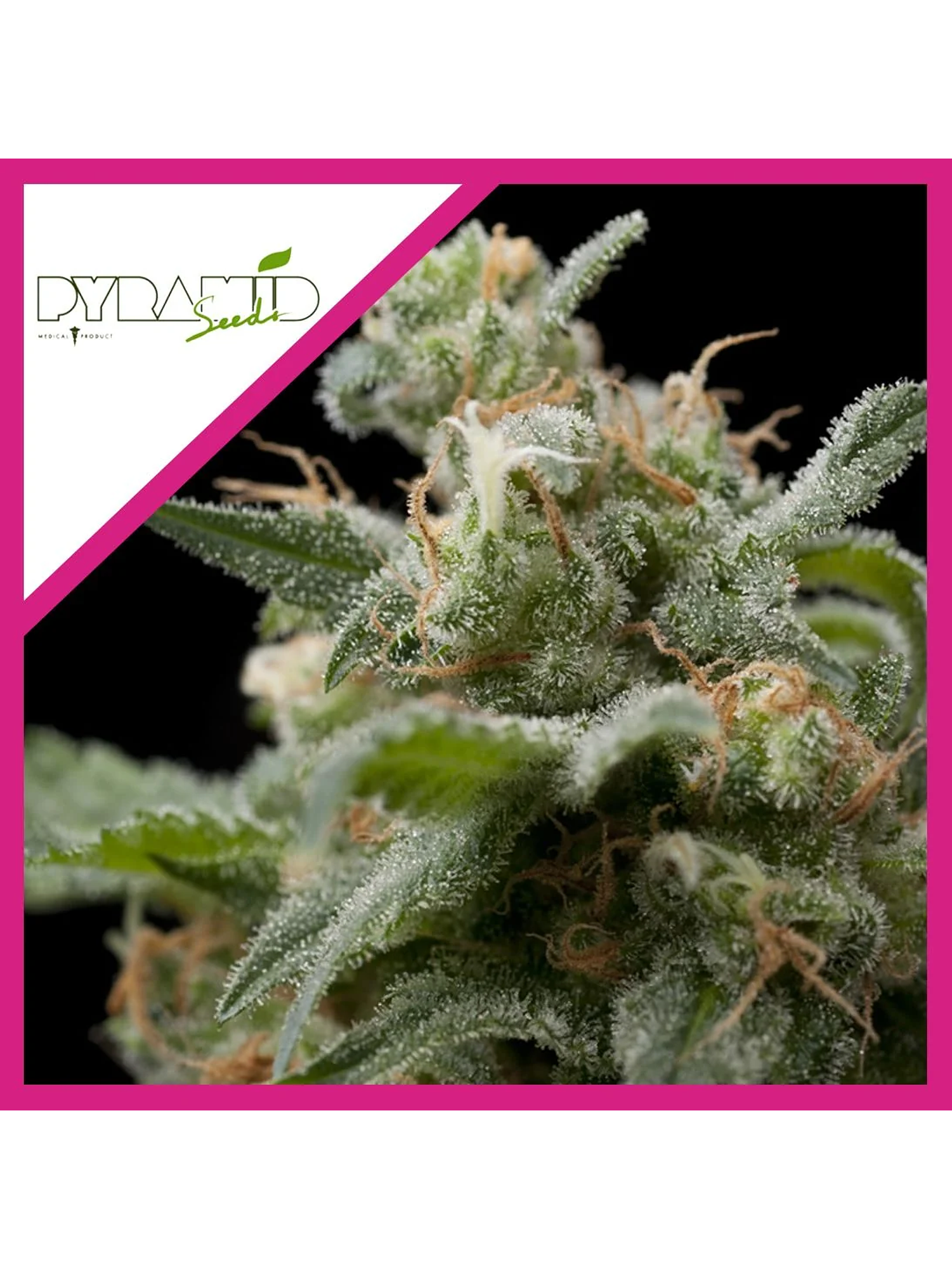 Super Hash Fem -Pyramid Seeds (X5+2/X3+1/X1) 2