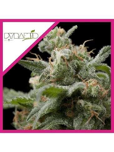 Super Hash Fem -Pyramid Seeds (X5+2/X3+1/X1) 2