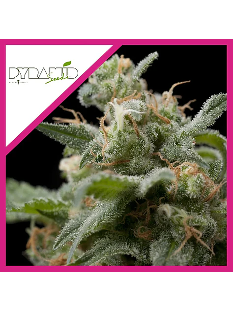Super Hash Fem -Pyramid Seeds (X5+2/X3+1/X1) 2