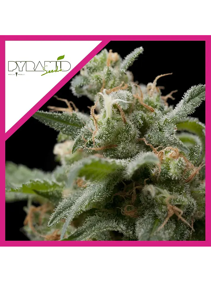 Super Hash Fem -Pyramid Seeds (X5+2/X3+1/X1) 2