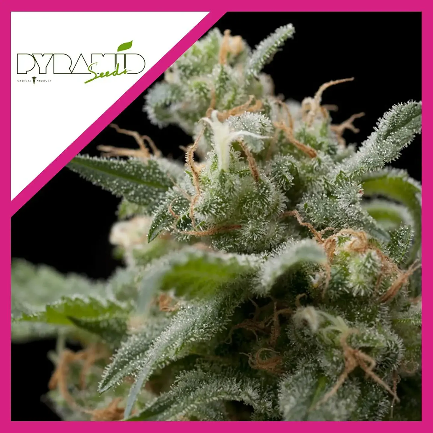 Super Hash Fem -Pyramid Seeds (X5+2/X3+1/X1) 2