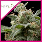 Super Hash Fem -Pyramid Seeds (X5+2/X3+1/X1) - Miniatura 2