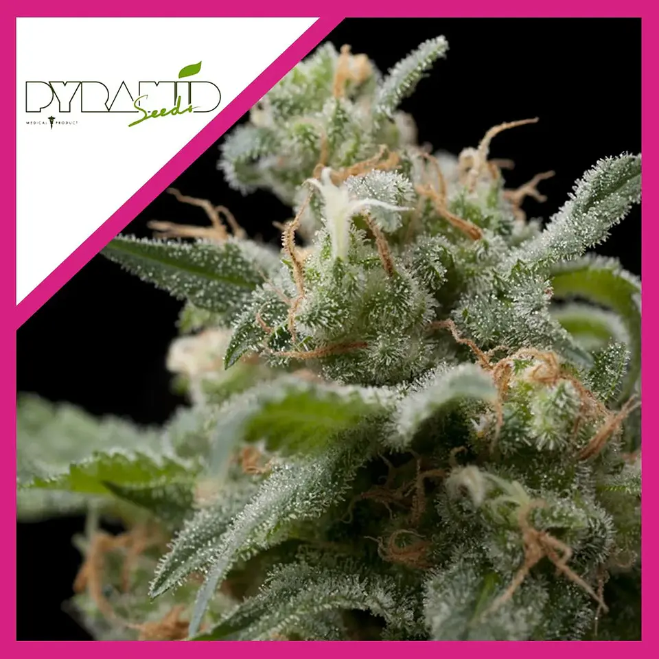 Super Hash Fem -Pyramid Seeds (X5+2/X3+1/X1) 2