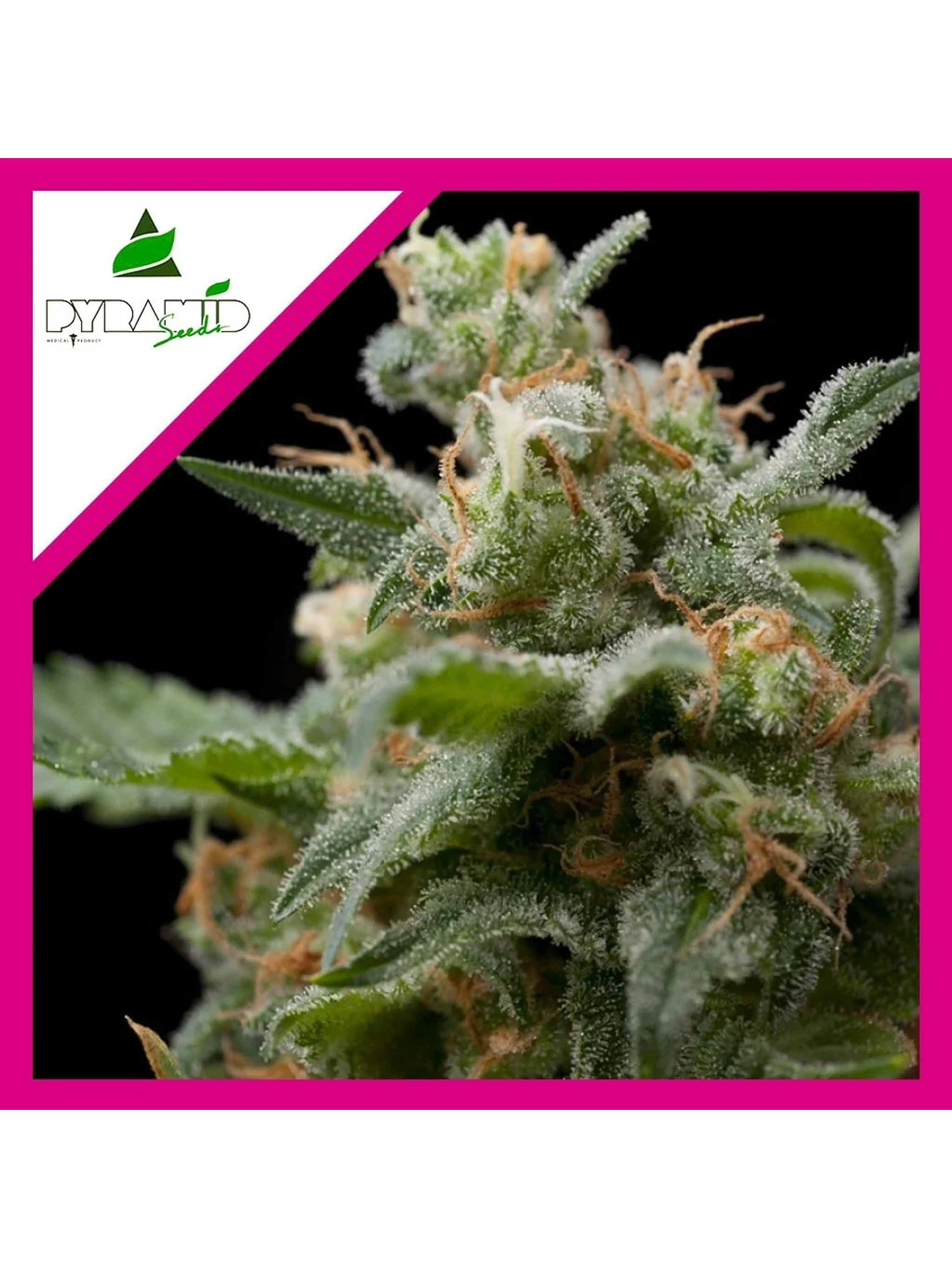 Super Hash Fem -Pyramid Seeds (X5+2/X3+1/X1) 4