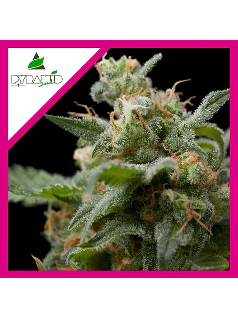 Super Hash Fem -Pyramid Seeds (X5+2/X3+1/X1) 4