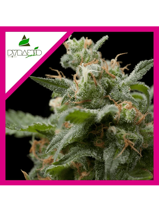 Super Hash Fem -Pyramid Seeds (X5+2/X3+1/X1) 4