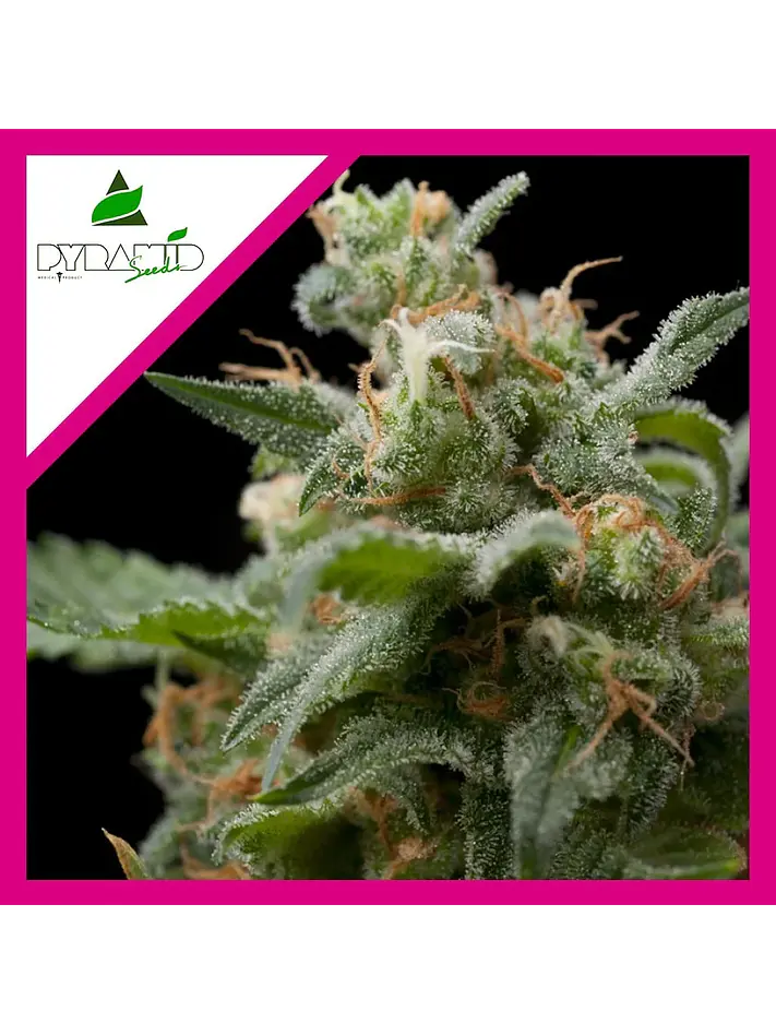 Super Hash Fem -Pyramid Seeds (X5+2/X3+1/X1) 4