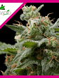 Super Hash Fem -Pyramid Seeds (X5+2/X3+1/X1) - Miniatura 4