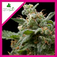 Super Hash Fem -Pyramid Seeds (X5+2/X3+1/X1) - Miniatura 4