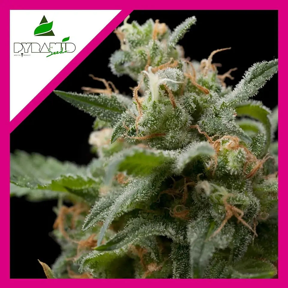 Super Hash Fem -Pyramid Seeds (X5+2/X3+1/X1) 4