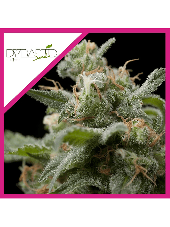 Super Hash Fem -Pyramid Seeds (X5+2/X3+1/X1) 3