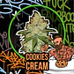 Cookies Cream Auto -Delirium Seeds (X2/X1) - Miniatura 3