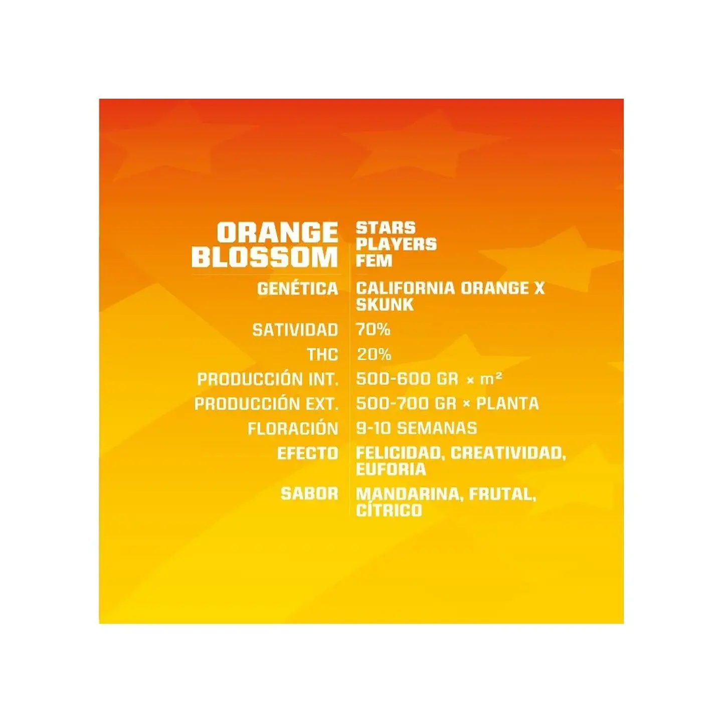Orange Blossom Fem -Bsf (X12/X4/X2) 2