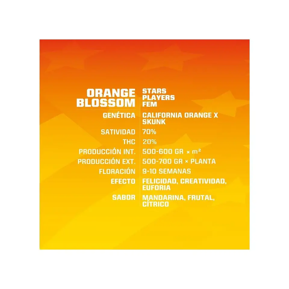 Orange Blossom Fem -Bsf (X12/X4/X2) 2