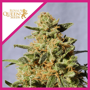 Royal Domina  Fem X10-Royal Queen Seeds