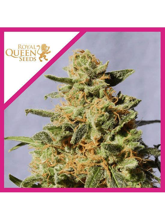 Royal Domina  Fem X10-Royal Queen Seeds 2