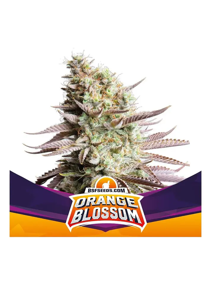 Orange Blossom Fem -Bsf (X12/X4/X2) 3