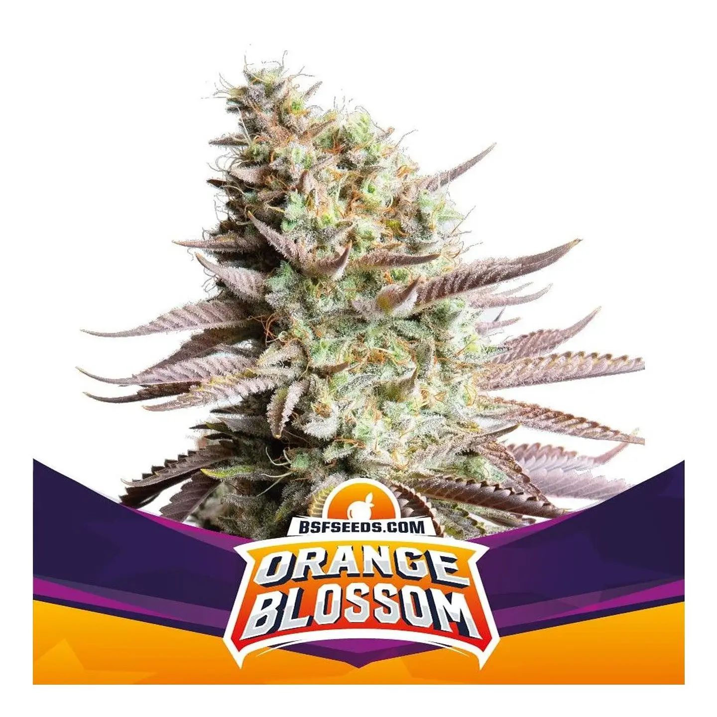 Orange Blossom Fem -Bsf (X12/X4/X2) 3