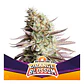Orange Blossom Fem -Bsf (X12/X4/X2) - Miniatura 3