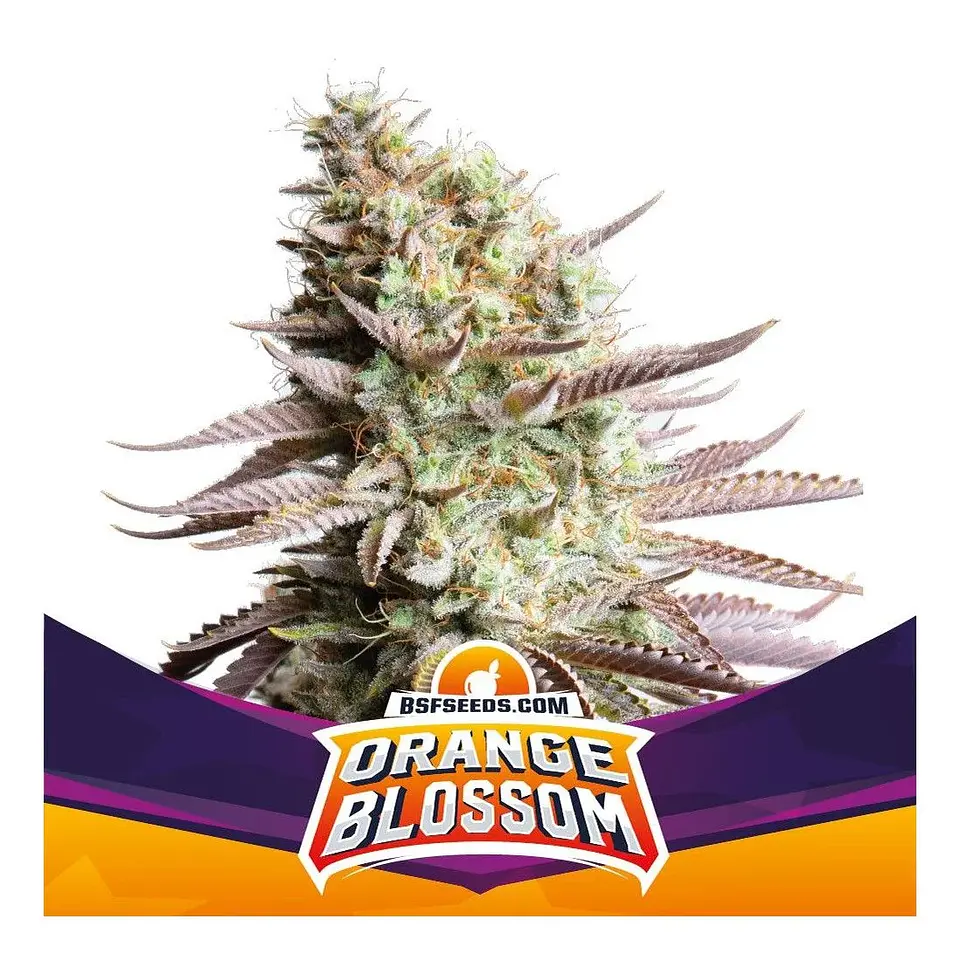 Orange Blossom Fem -Bsf (X12/X4/X2) 3