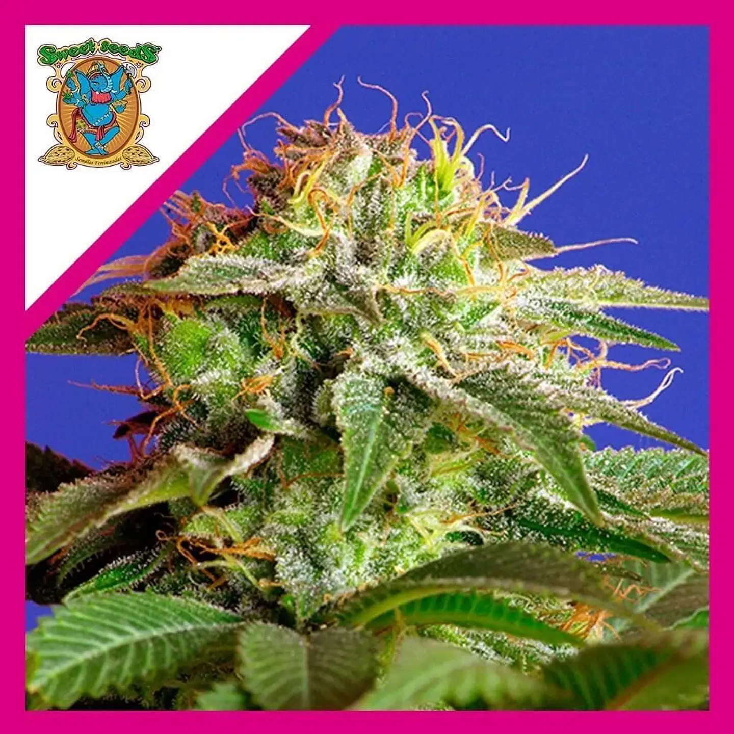 Green Poison Fem® -Sweet Seeds (X100/X25/X3+1) 2