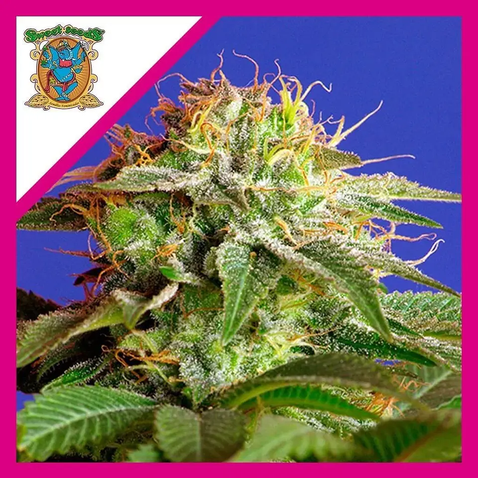 Green Poison Fem® -Sweet Seeds (X100/X25/X3+1) 2